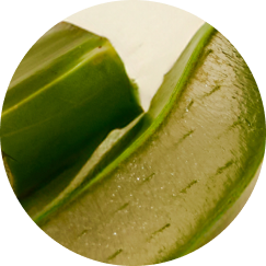 Aloe