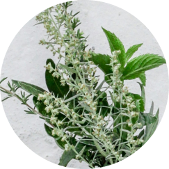 Rosemary Oil